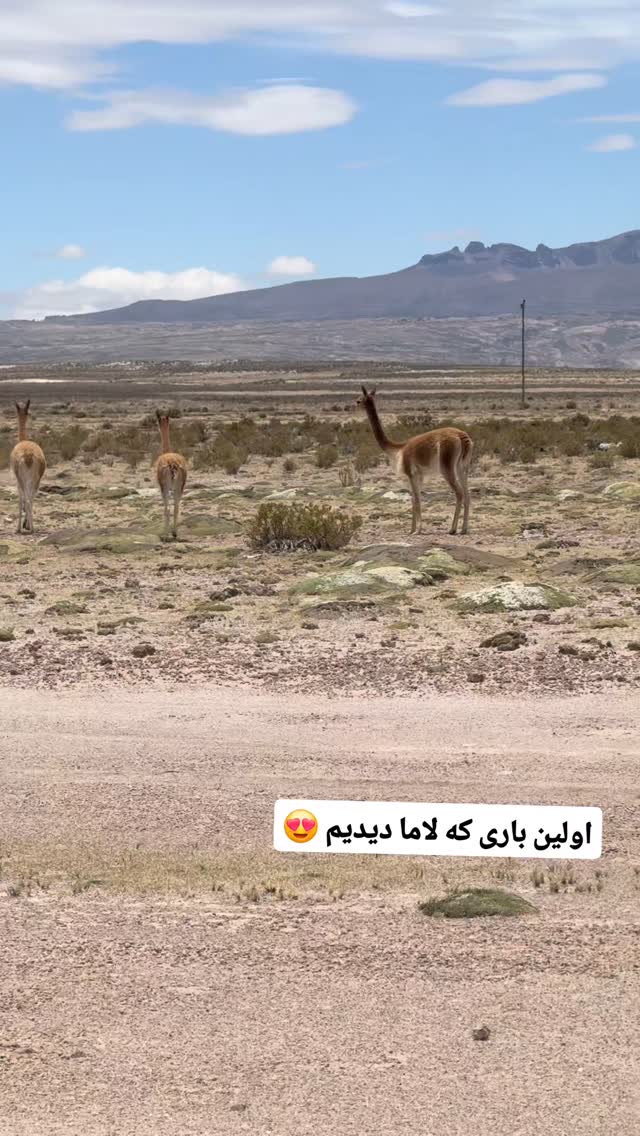 جدید ترین استوری اینستاگرام فاطمه شیرازی