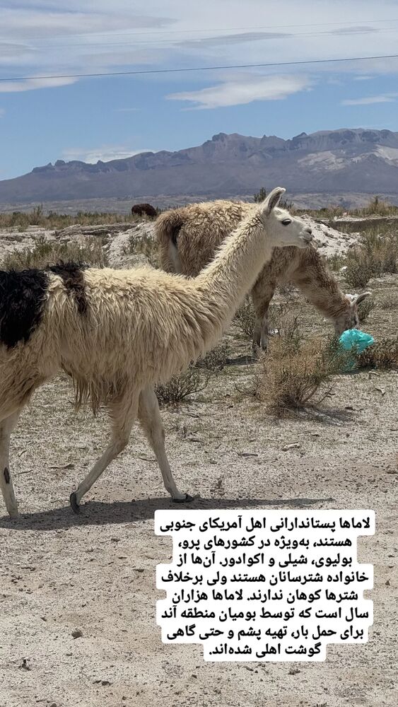  جدید ترین استوری اینستاگرام فاطمه شیرازی
