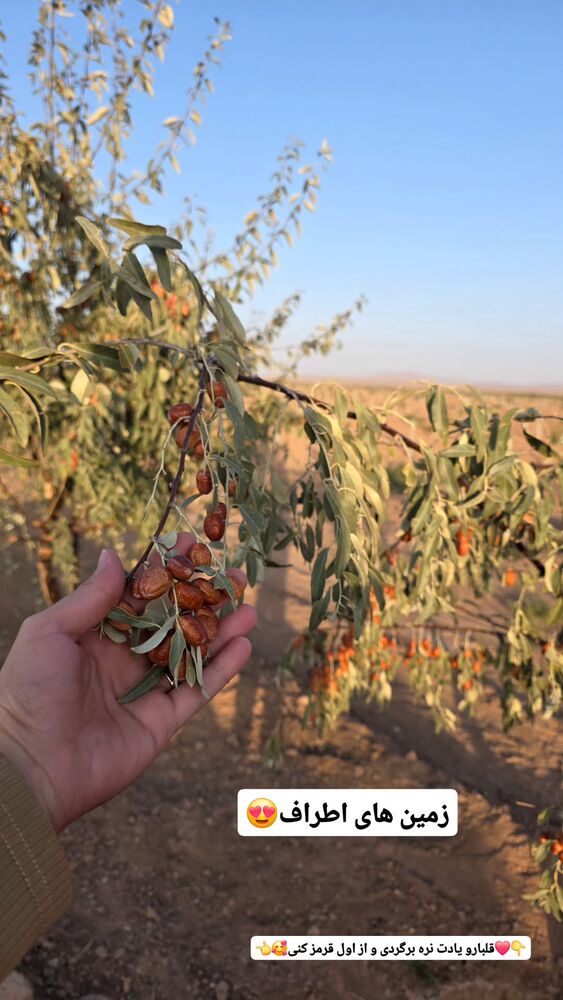  جدید ترین استوری اینستاگرام فاطمه شیرازی