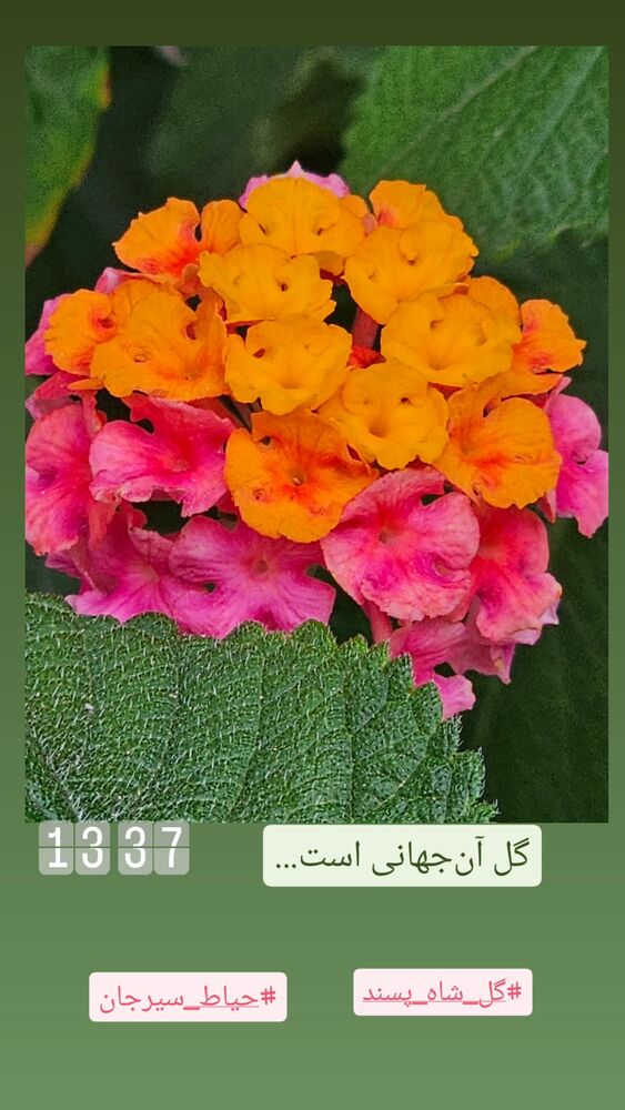  جدید ترین استوری اینستاگرام فاطمه دلاوری پاریزی