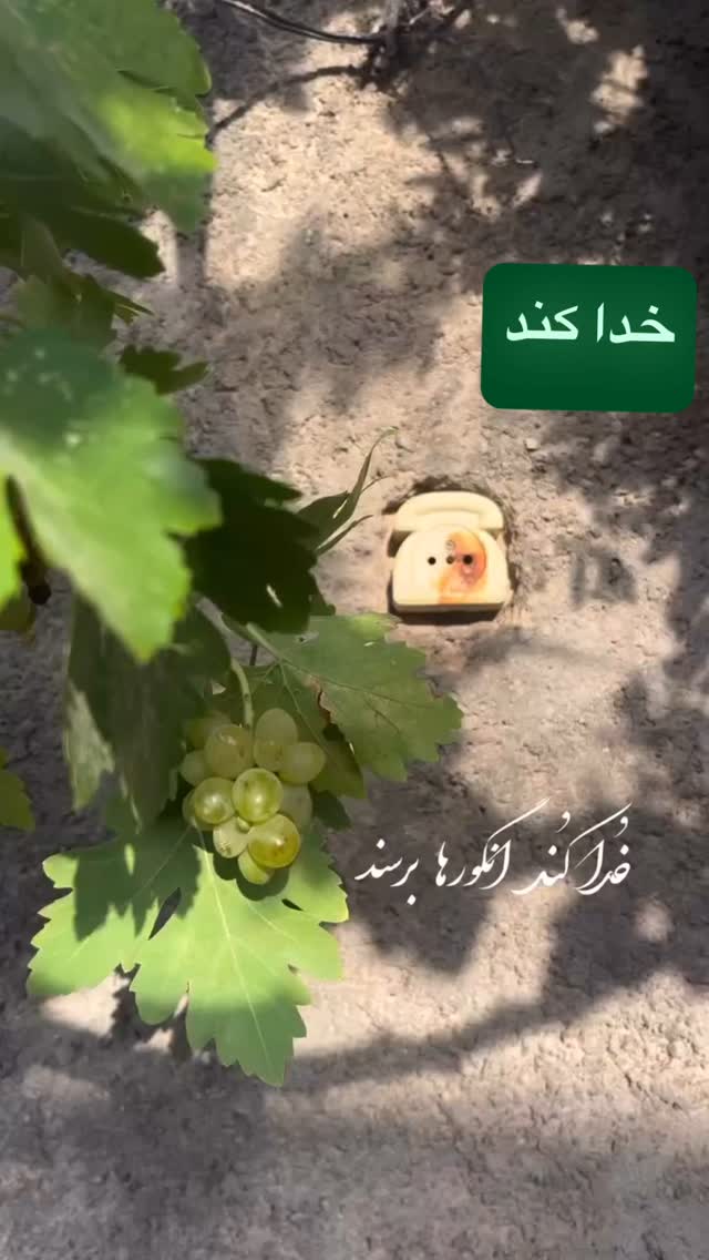  جدید ترین استوری اینستاگرام فلور نظری