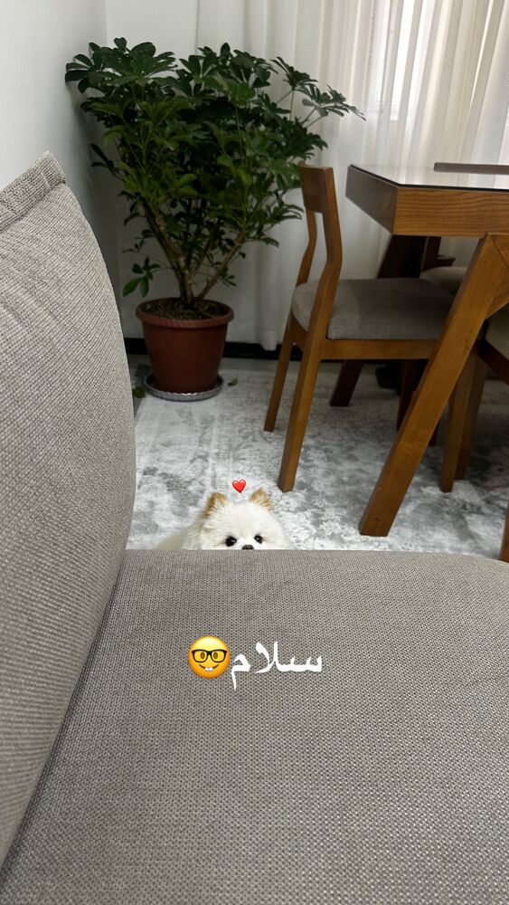  جدید ترین استوری اینستاگرام هلیا فارسی