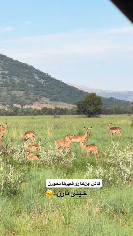  جدید ترین استوری اینستاگرام فروغ عباسی