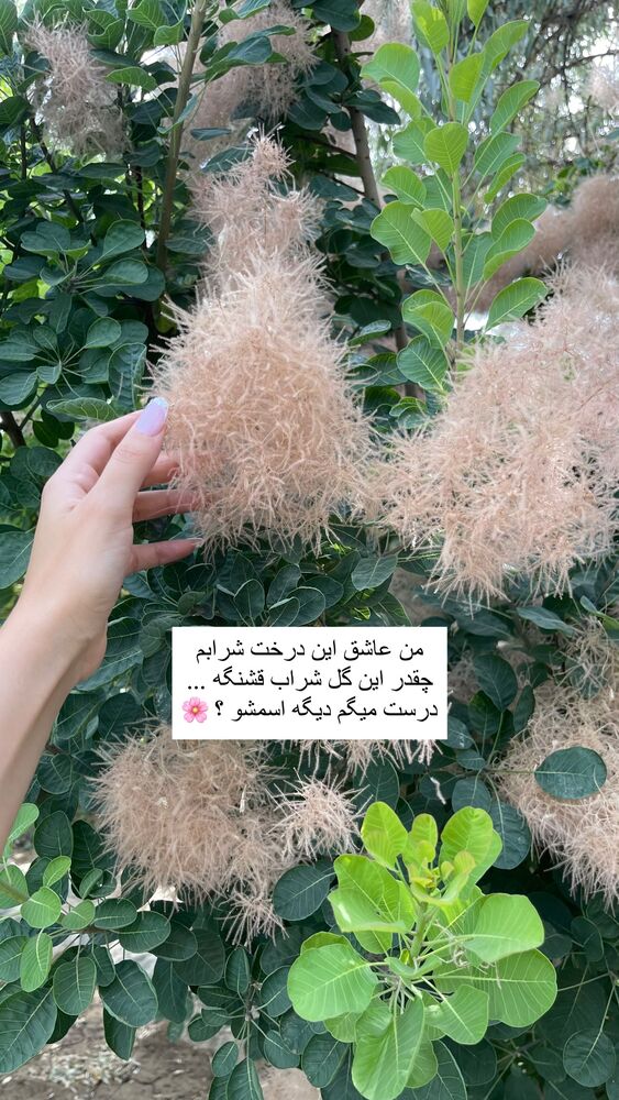  جدید ترین استوری اینستاگرام فوژان