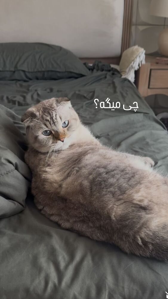  جدید ترین استوری اینستاگرام گندم گیلک