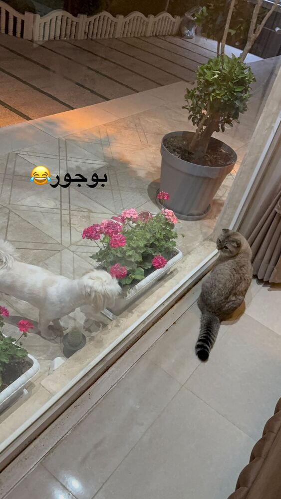  جدید ترین استوری اینستاگرام گندم گیلک