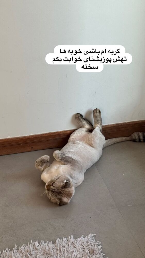  جدید ترین استوری اینستاگرام گندم گیلک
