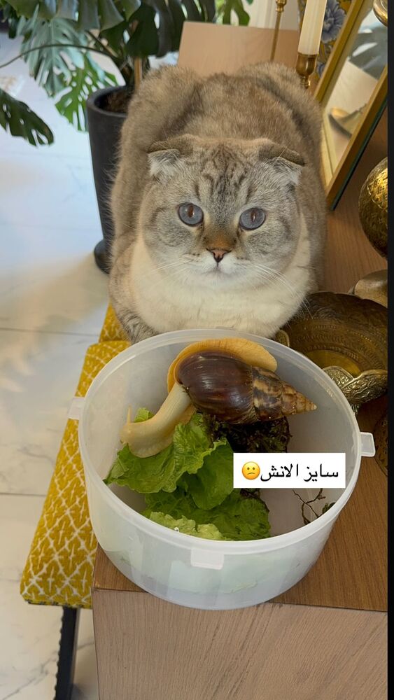  جدید ترین استوری اینستاگرام گندم گیلک