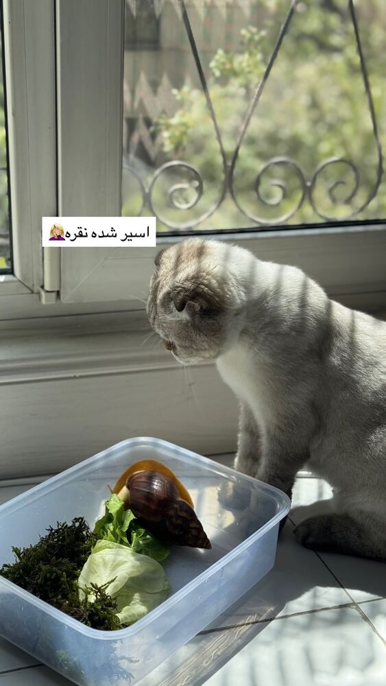  جدید ترین استوری اینستاگرام گندم گیلک