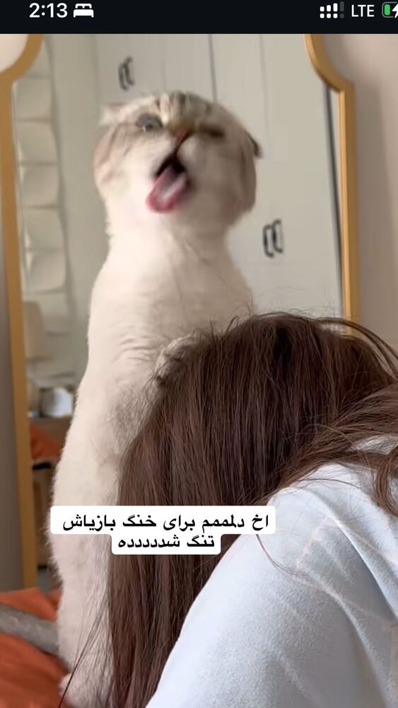  جدید ترین استوری اینستاگرام گندم گیلک