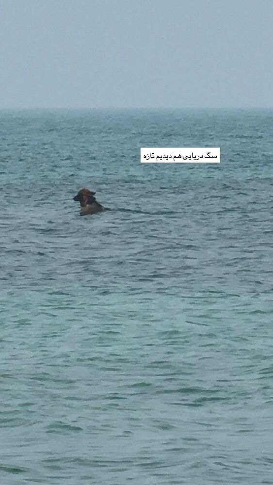  جدید ترین استوری اینستاگرام گندم گیلک