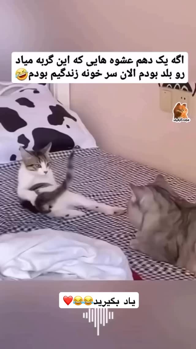  جدید ترین استوری اینستاگرام گندم گیلک