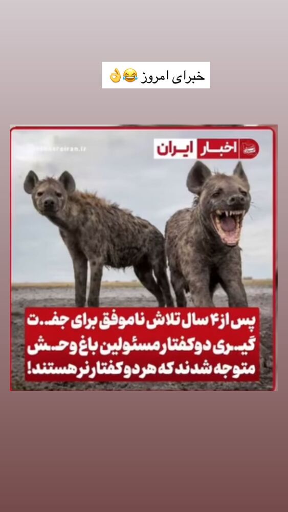  جدید ترین استوری اینستاگرام گندم گیلک