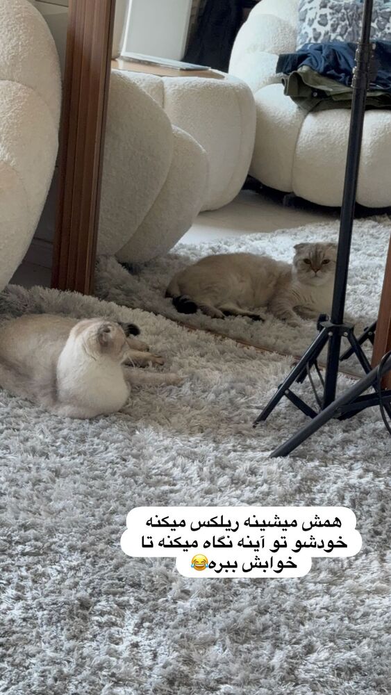  جدید ترین استوری اینستاگرام گندم گیلک