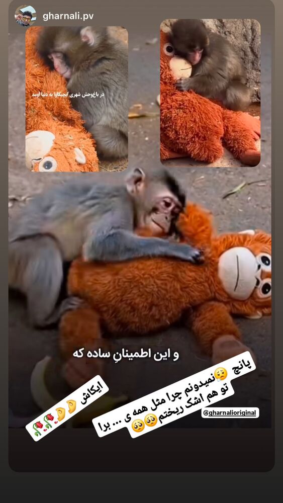  جدید ترین استوری اینستاگرام علی رضا گالش