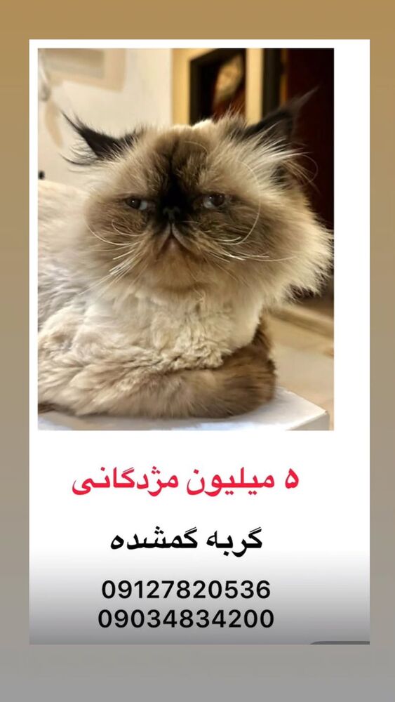  جدید ترین استوری اینستاگرام احسان محبتی