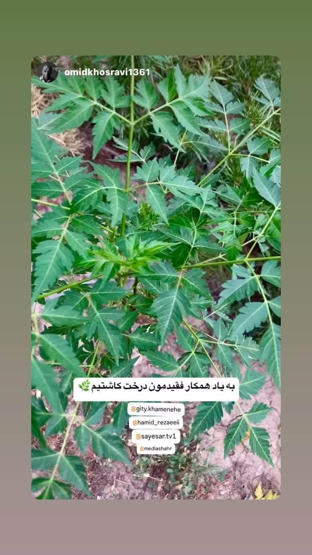  جدید ترین استوری اینستاگرام گيتى خامنهٔ