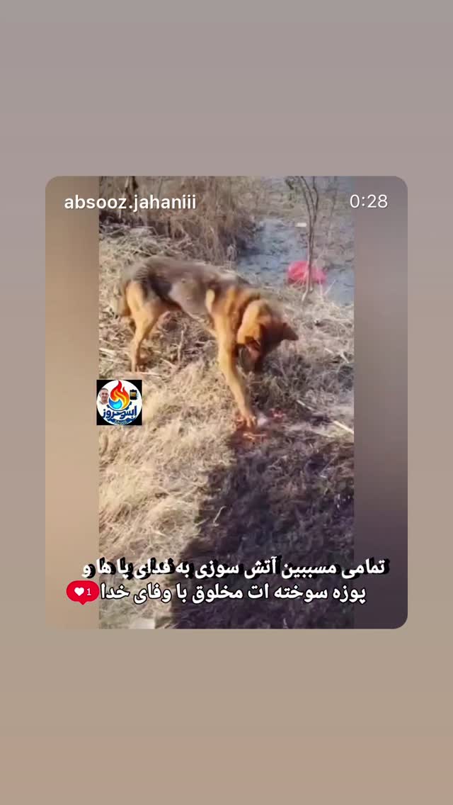  جدید ترین استوری اینستاگرام گلاب آدینه