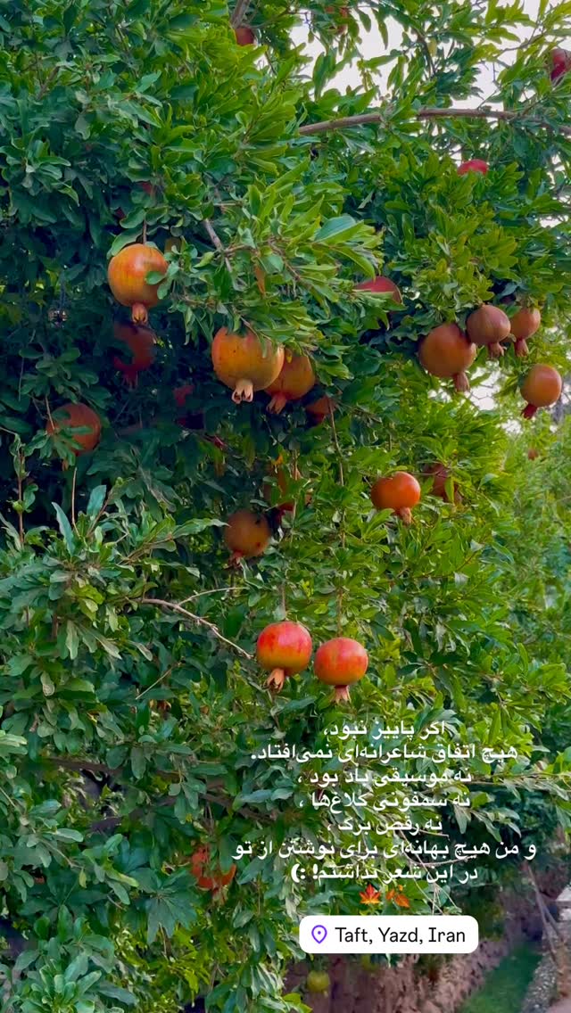  جدید ترین استوری اینستاگرام هادی فلاح
