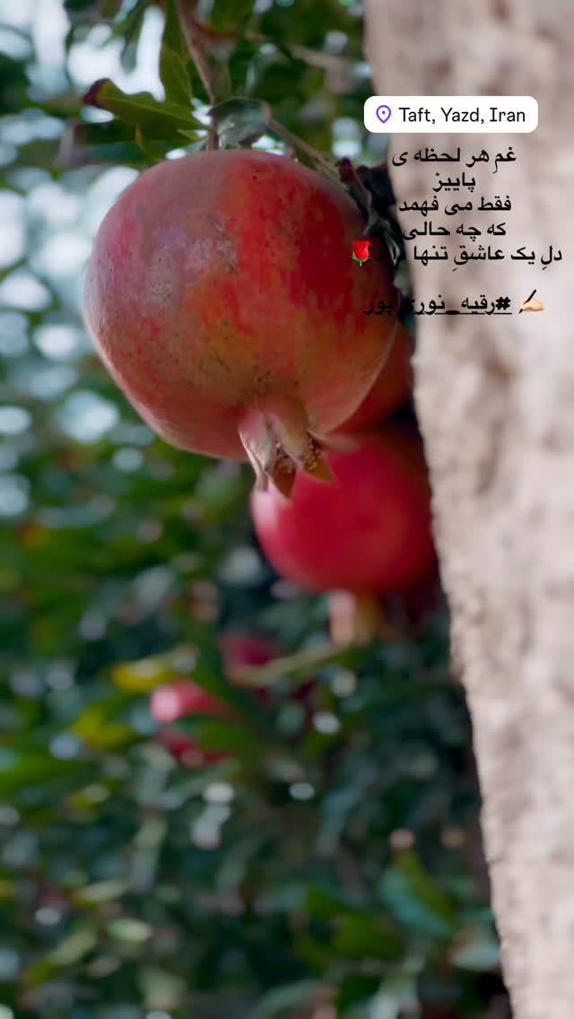  جدید ترین استوری اینستاگرام هادی فلاح
