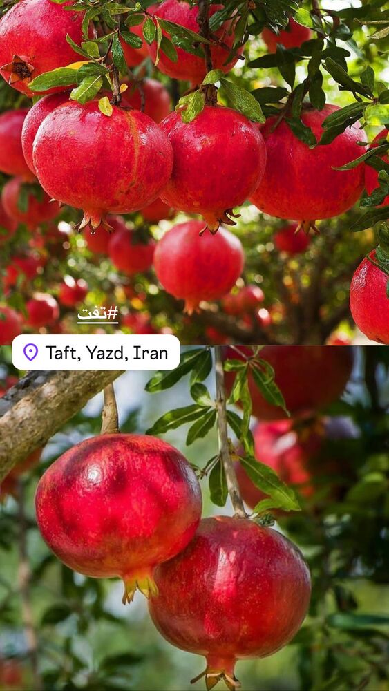  جدید ترین استوری اینستاگرام هادی فلاح