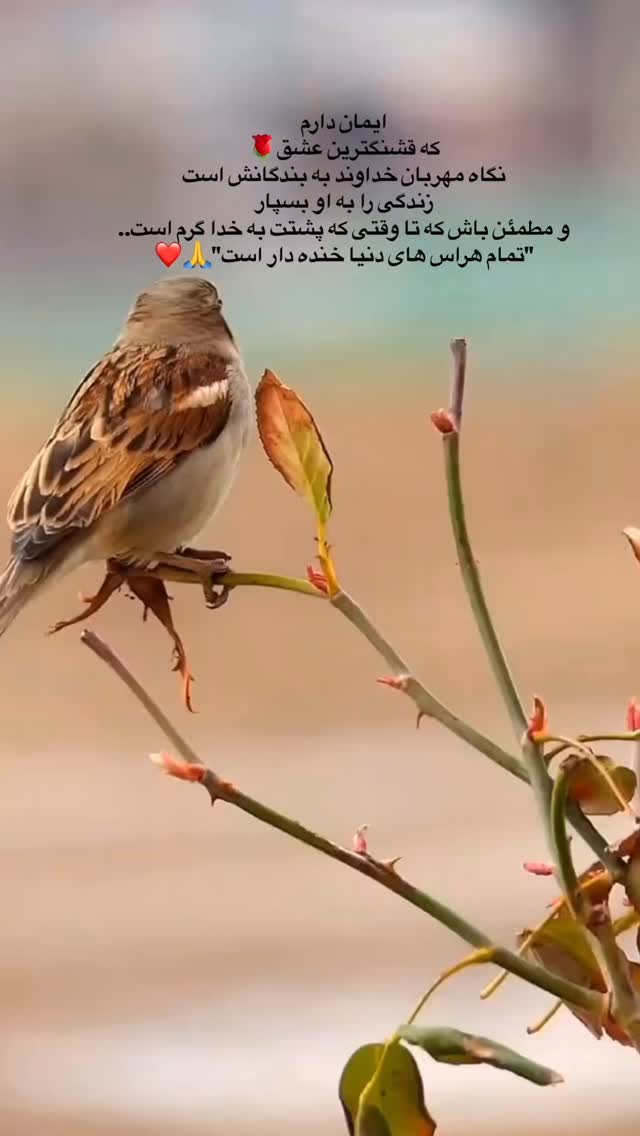  جدید ترین استوری اینستاگرام هادی فلاح