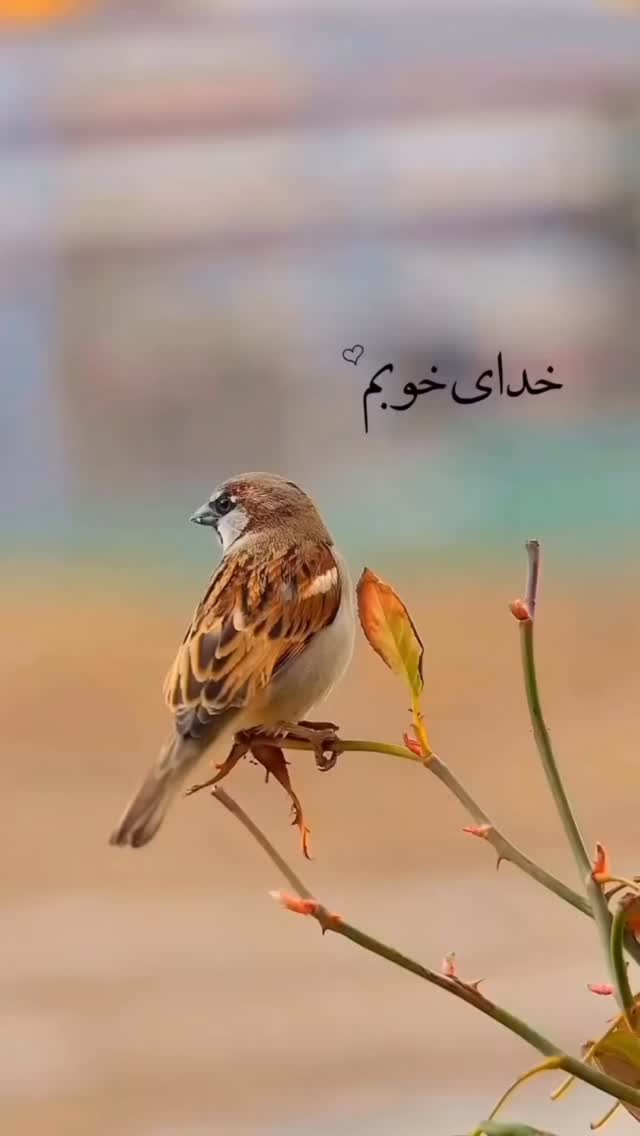  جدید ترین استوری اینستاگرام هادی فلاح