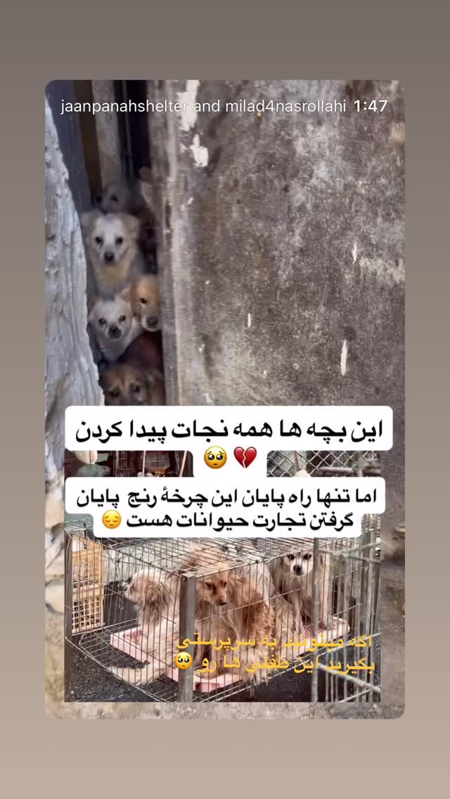  جدید ترین استوری اینستاگرام حدیثه تهرانی