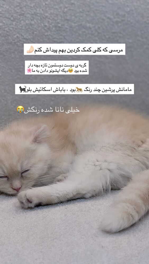  جدید ترین استوری اینستاگرام هایدان گردانی