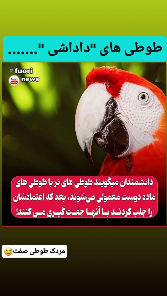 جدید ترین استوری اینستاگرام حامد رئیسی