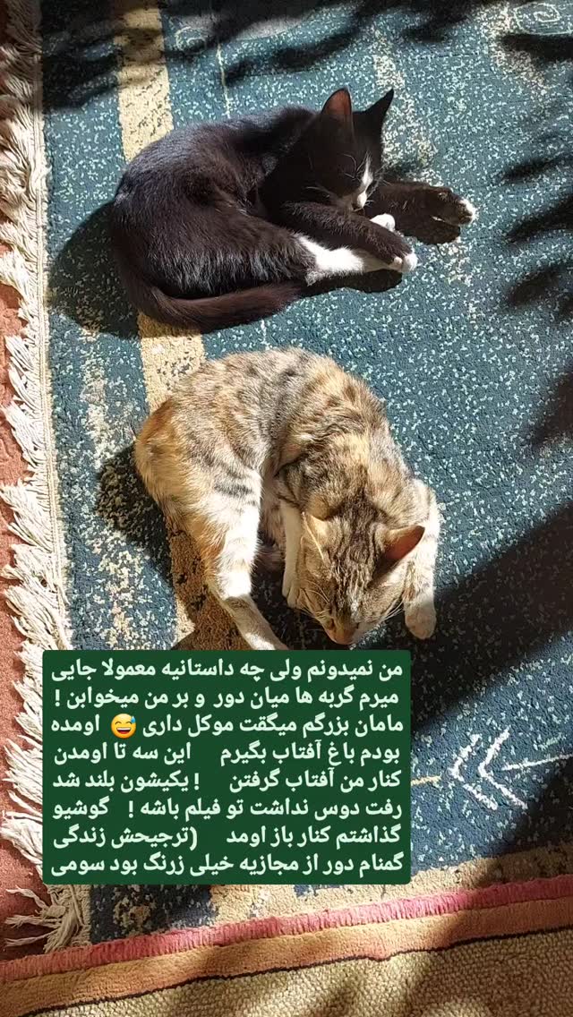  جدید ترین استوری اینستاگرام حامد رئیسی