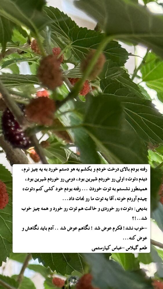  جدید ترین استوری اینستاگرام حامد عسكري