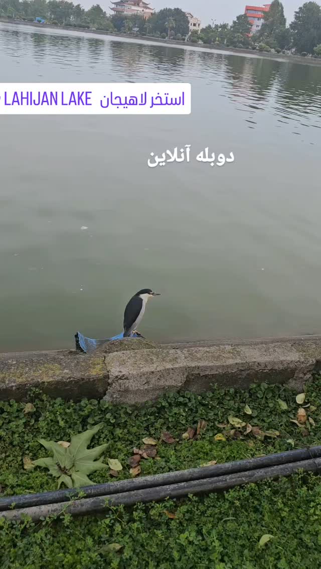  جدید ترین استوری اینستاگرام حامد گیلک