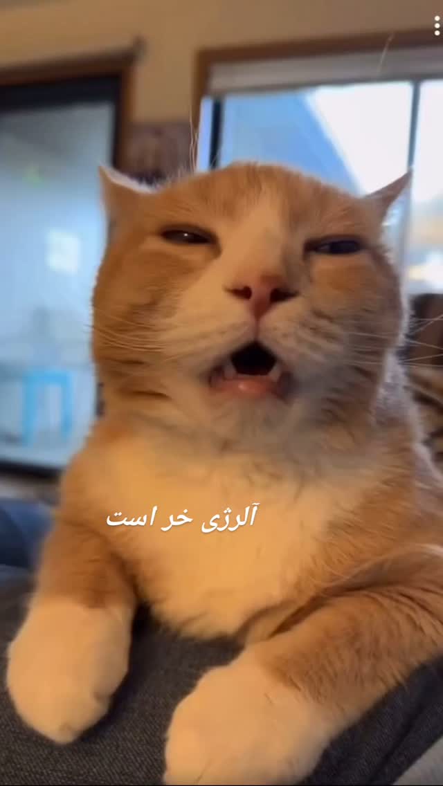  جدید ترین استوری اینستاگرام حامد گیلک