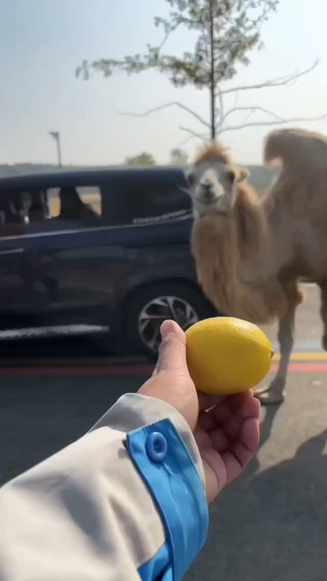  جدید ترین استوری اینستاگرام حامد گیلک