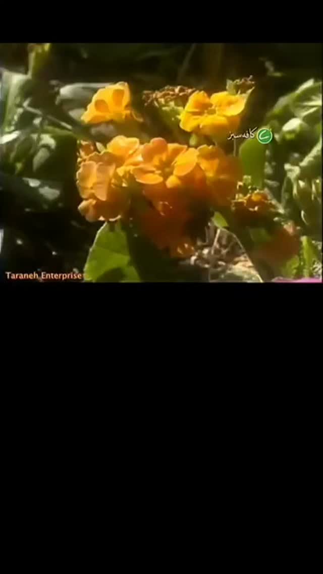  جدید ترین استوری اینستاگرام حامد گیلک
