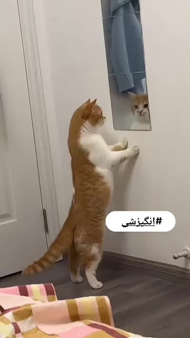  جدید ترین استوری اینستاگرام حامد گیلک