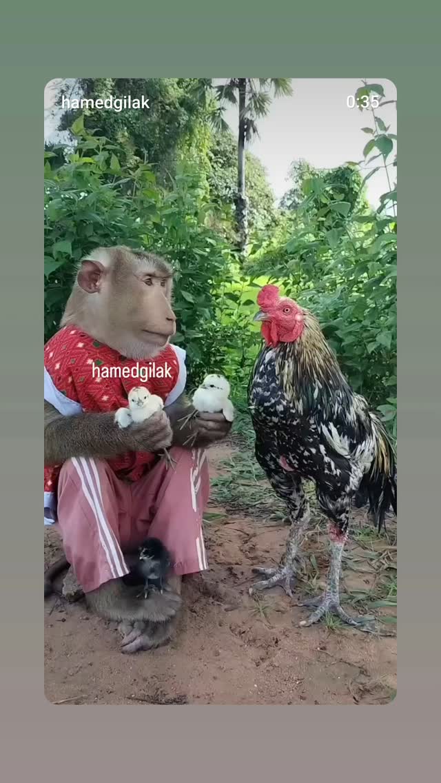  جدید ترین استوری اینستاگرام حامد گیلک