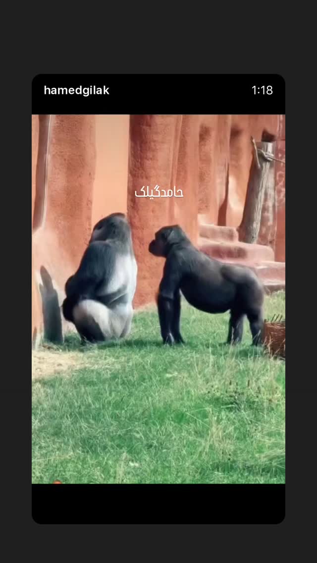  جدید ترین استوری اینستاگرام حامد گیلک
