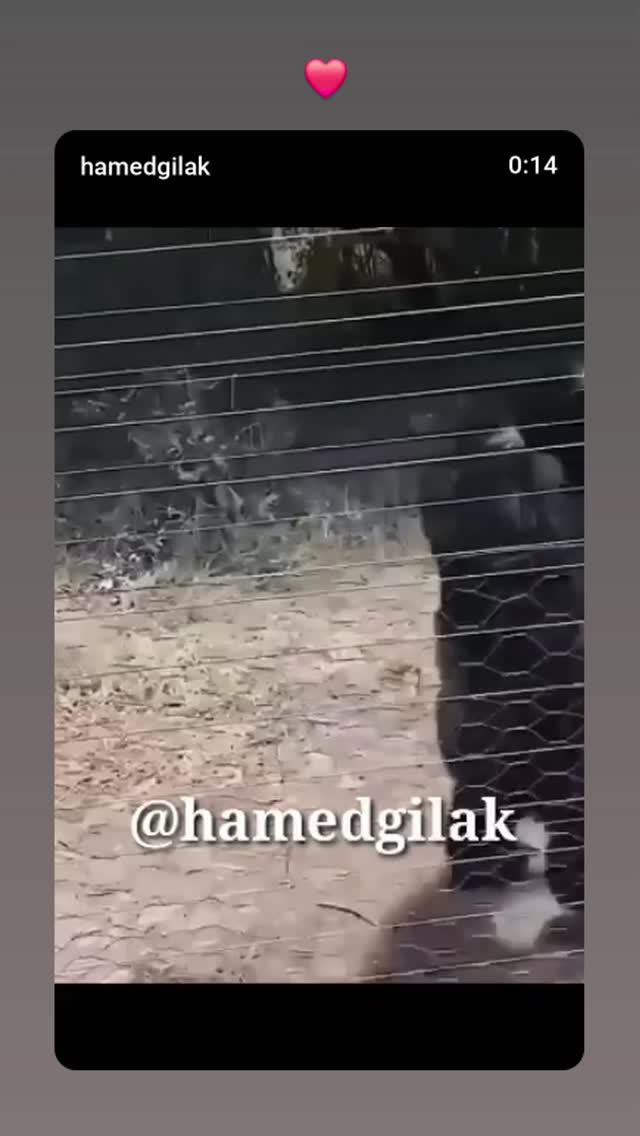  جدید ترین استوری اینستاگرام حامد گیلک