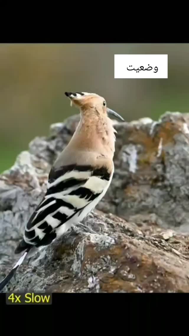  جدید ترین استوری اینستاگرام حامد گیلک