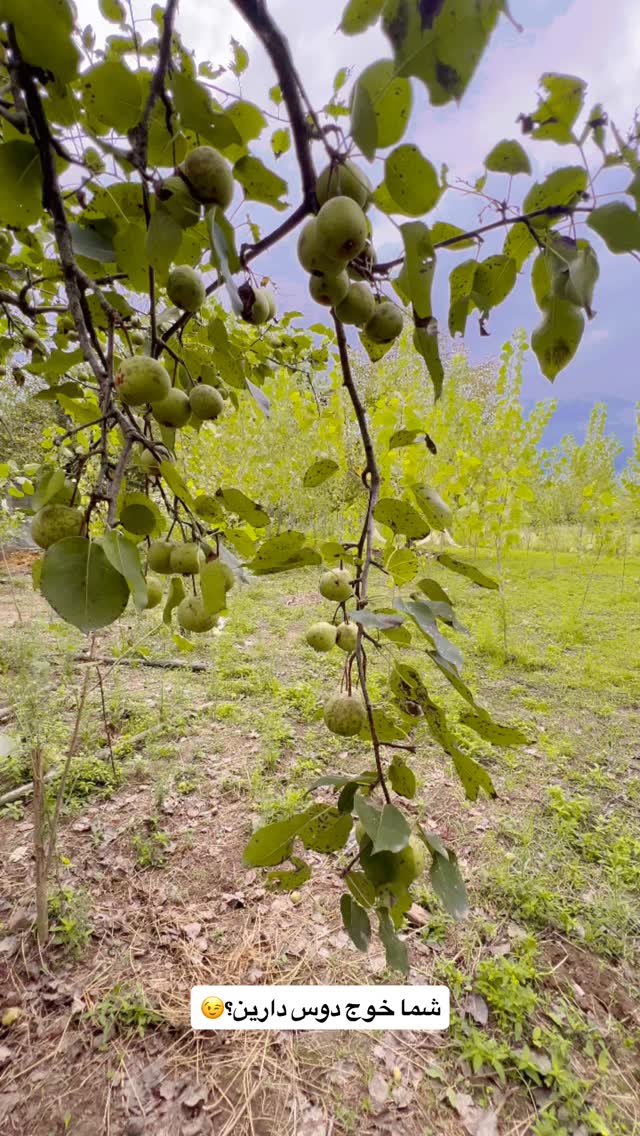  جدید ترین استوری اینستاگرام حامد خورسندی