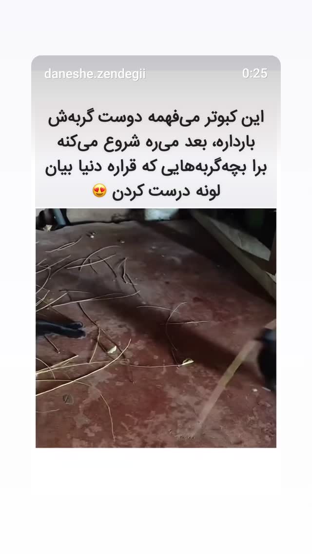  جدید ترین استوری اینستاگرام حمید گلی