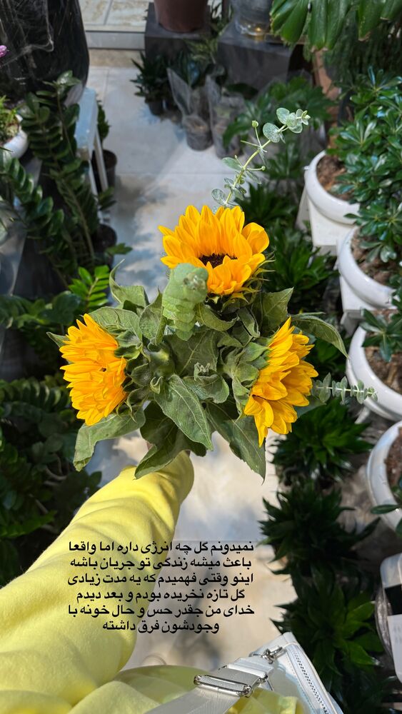  جدید ترین استوری اینستاگرام حمیده دانشور