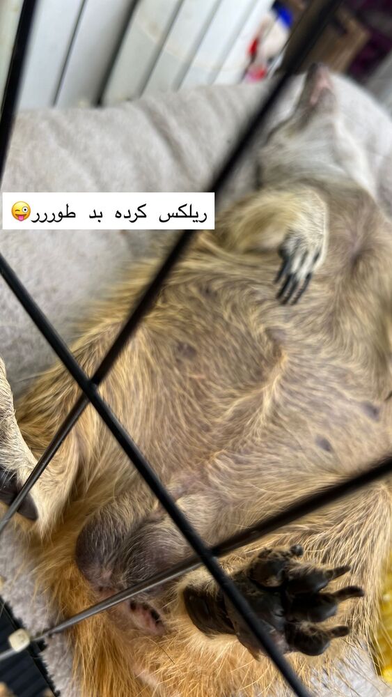  جدید ترین استوری اینستاگرام هانا ظاهری