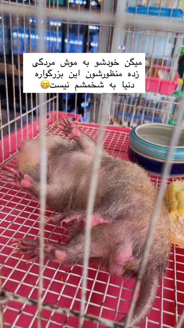  جدید ترین استوری اینستاگرام هانا ظاهری
