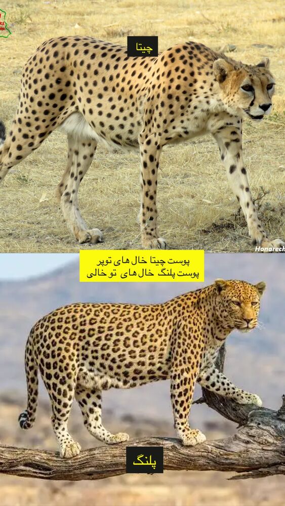  جدید ترین استوری اینستاگرام حنا سالاری