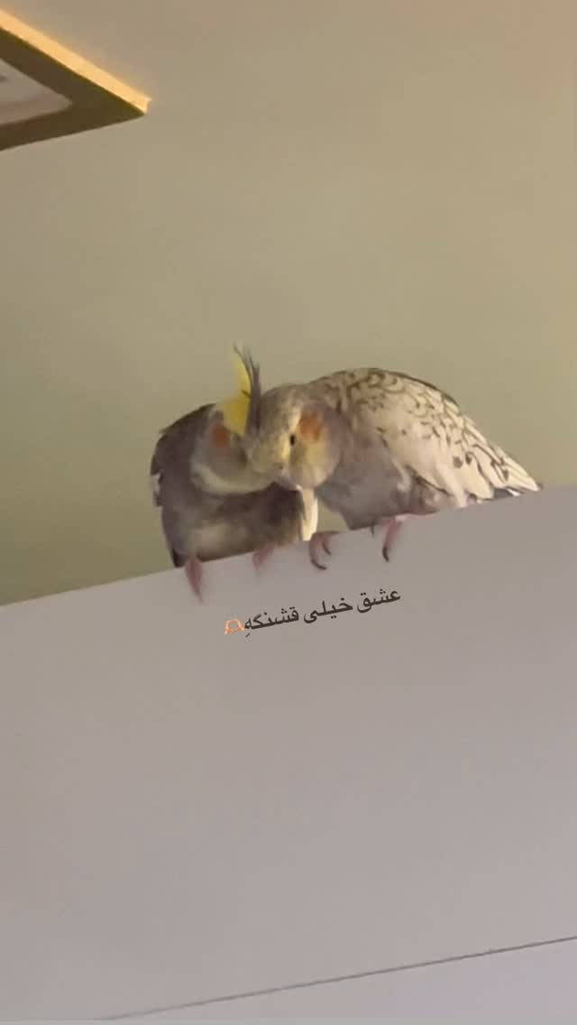  جدید ترین استوری اینستاگرام هانیه قصاب زاده علم داری