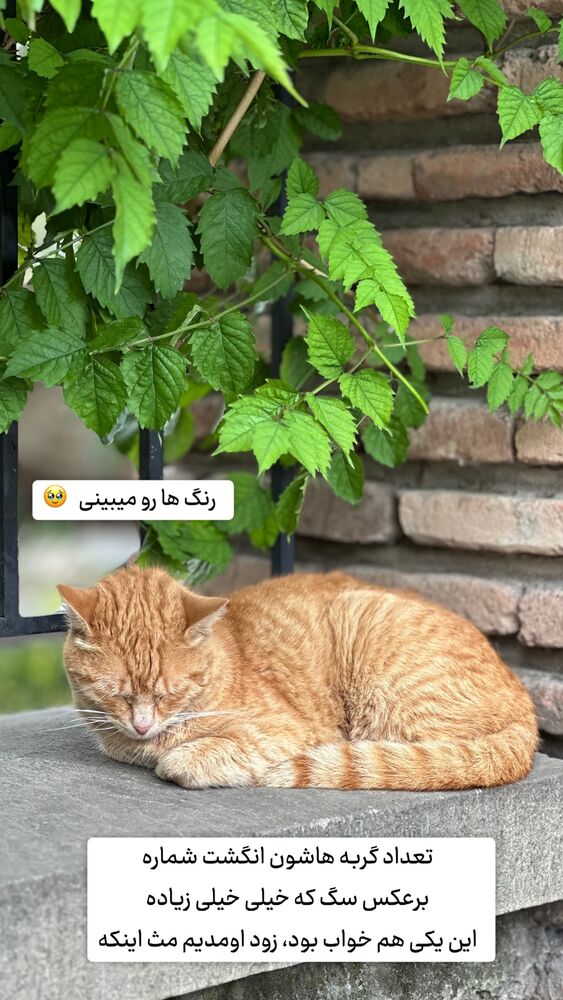  جدید ترین استوری اینستاگرام حریر عادلی