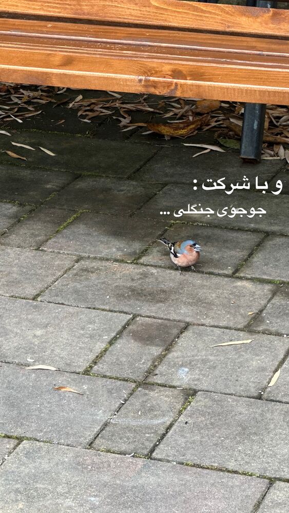  جدید ترین استوری اینستاگرام حریر عادلی